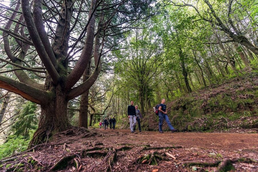 Madeira: Full-Day Laurel Forest Guided Walking Tour - From your hotel to Santana and Queimadas