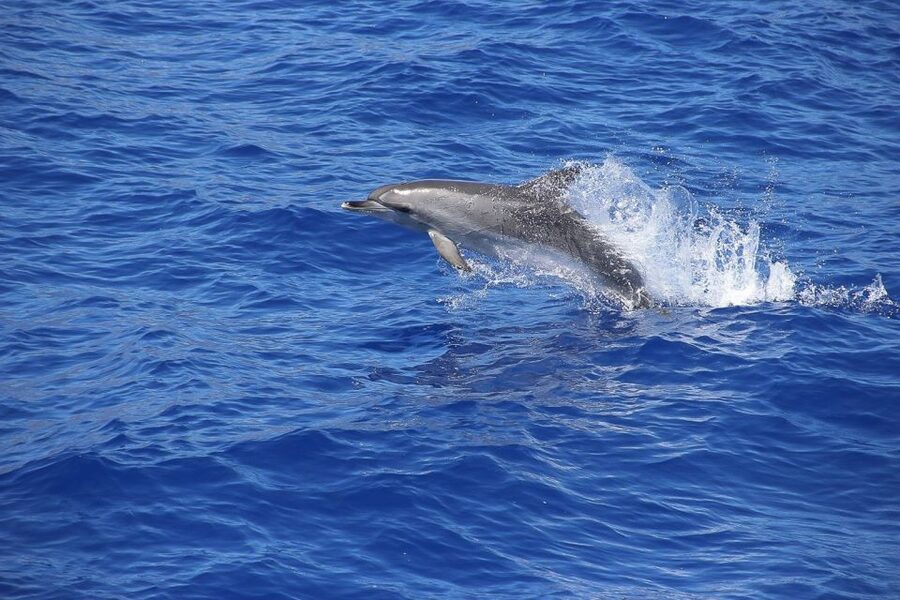 Madeira: Funchal Sunset Tour by Catamaran - Cruising toward Cabo Girão