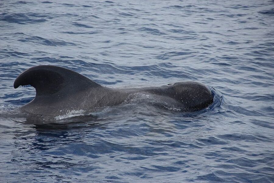Madeira: Funchal Sunset Tour by Catamaran - Sea conditions, comfort, and who should think twice