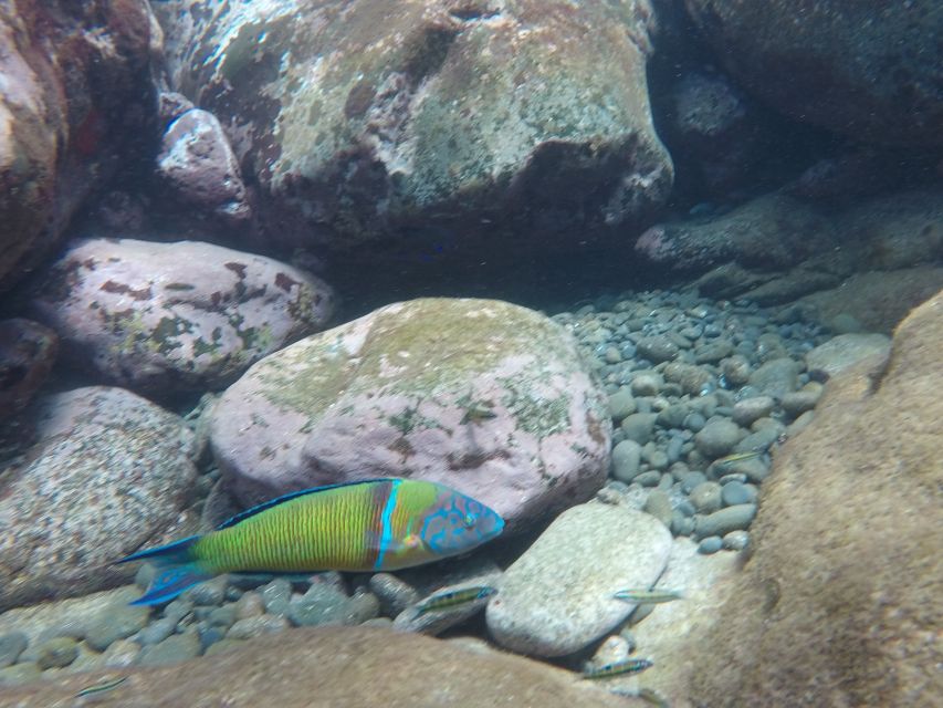 Madeira: Garajau Nature Reserve Kayak and Snorkel Tour - Snorkeling among fish and crabs