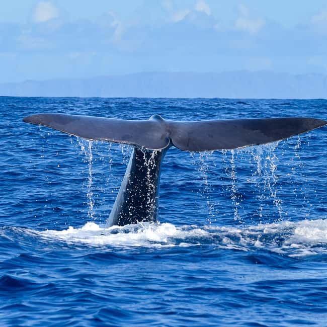 Madeira: Guaranteed Whales or Dolphins Watching Tour - Key points to know before booking