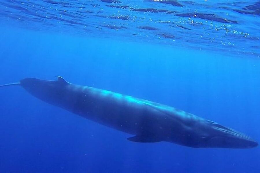 Madeira: Guaranteed Whales or Dolphins Watching Tour - Practical tips for a smoother outing