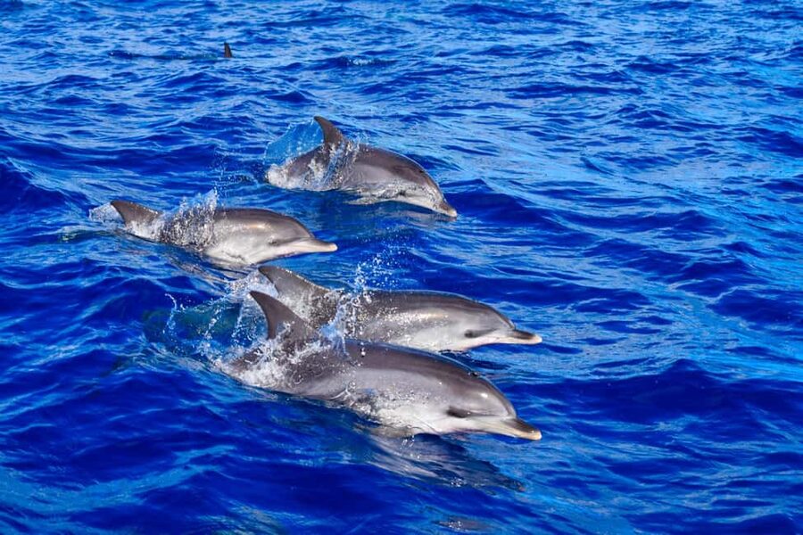Madeira: Guaranteed Whales or Dolphins Watching Tour - Searching Madeira’s offshore waters