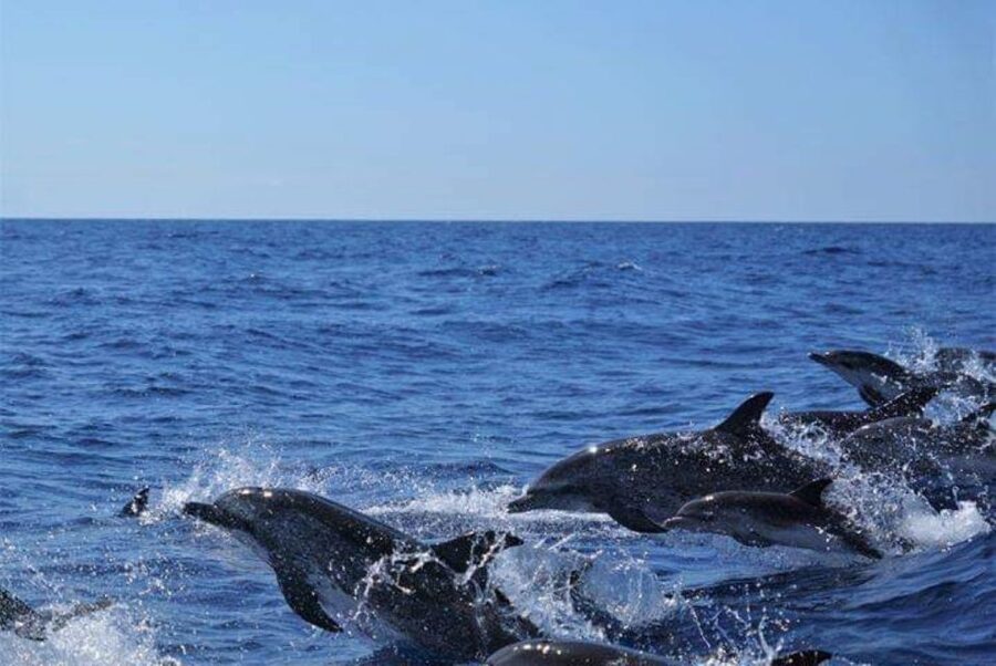 Madeira: Guaranteed Whales or Dolphins Watching Tour - Dolphins, pilot whales, and other possible sightings