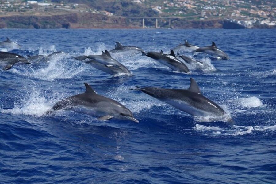 Madeira: Guaranteed Whales or Dolphins Watching Tour - Guides who add real value