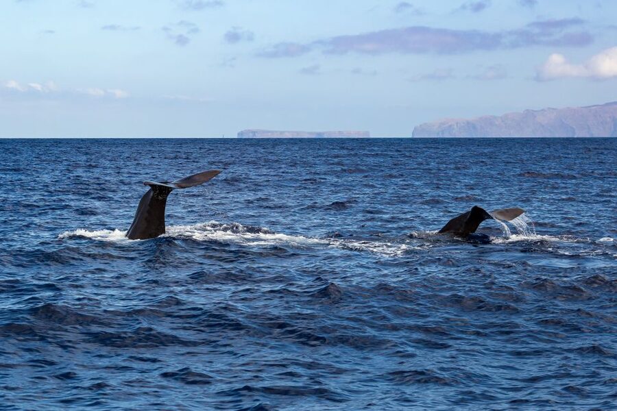 Madeira: Guaranteed Whales or Dolphins Watching Tour - A conservation-minded way to watch wildlife