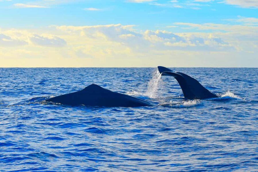 Madeira: Guaranteed Whales or Dolphins Watching Tour - What the $55 price buys you