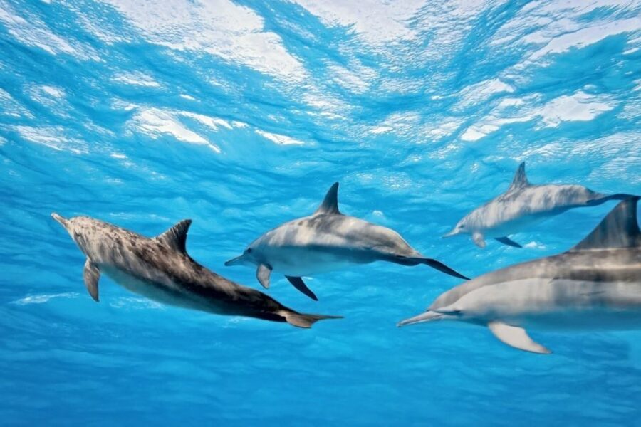Madeira: Guaranteed Whales or Dolphins Watching Tour - Who will enjoy this Madeira boat trip?
