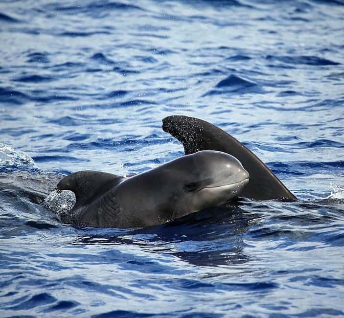 Madeira: Guaranteed Whales or Dolphins Watching Tour - Why the 12-passenger boat matters