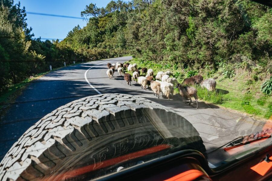 Madeira: Half-Day Pico Arieiro Jeep Tour - The Guide Can Shape the Whole Four Hours