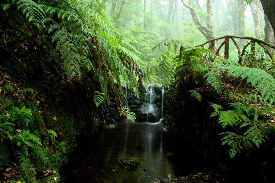 Madeira Island: Caldeirão Verde Levada Walk - Fitness, Safety, and What to Pack