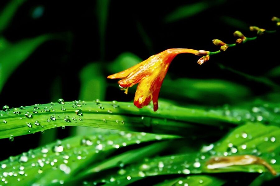 Madeira Island: Caldeirão Verde Levada Walk - Is This Levada Walk Right for You?