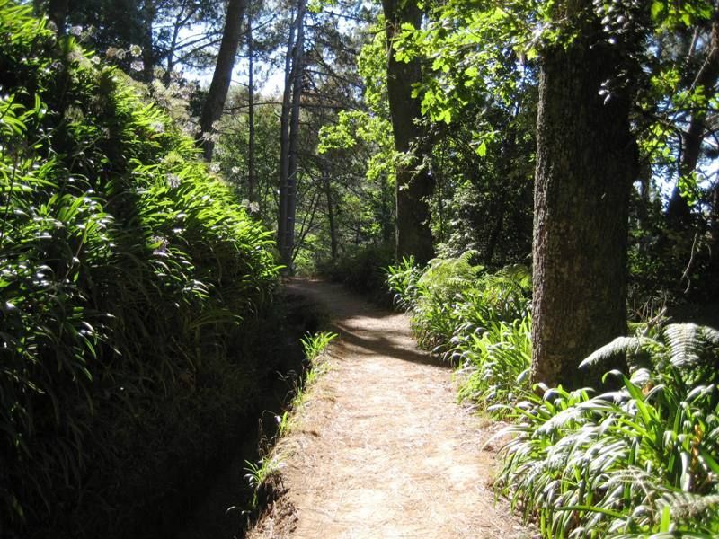 Madeira: Paradise Valley Levada Walk - Entering Madeira’s quiet forest