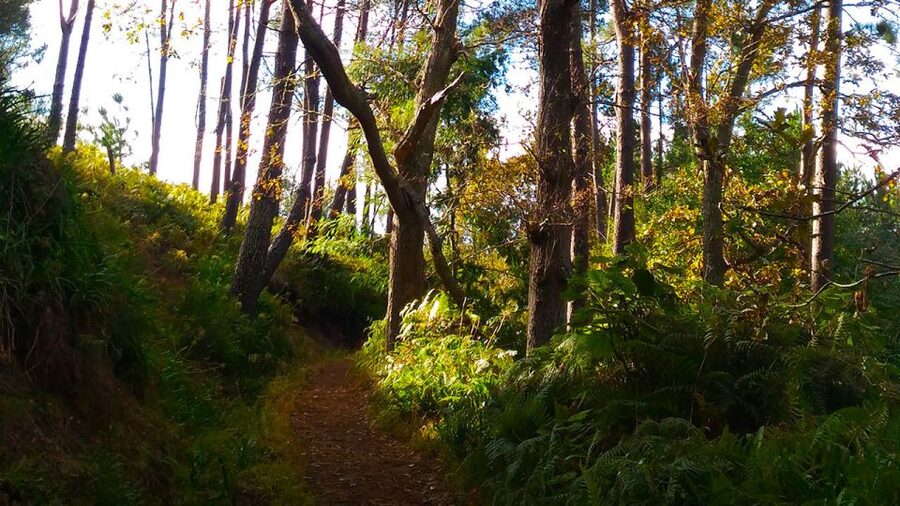 Madeira: Paradise Valley Levada Walk - How difficult is the walk?
