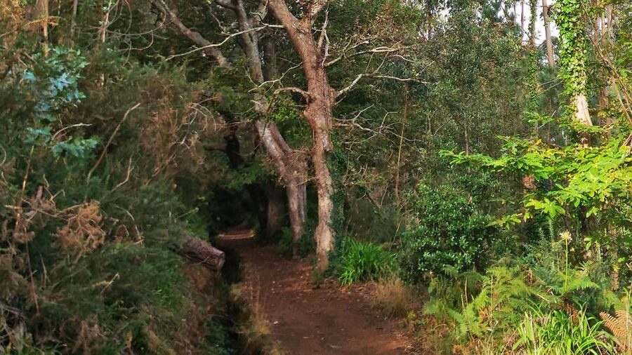 Madeira: Paradise Valley Levada Walk - Weather, clothing, and what to carry