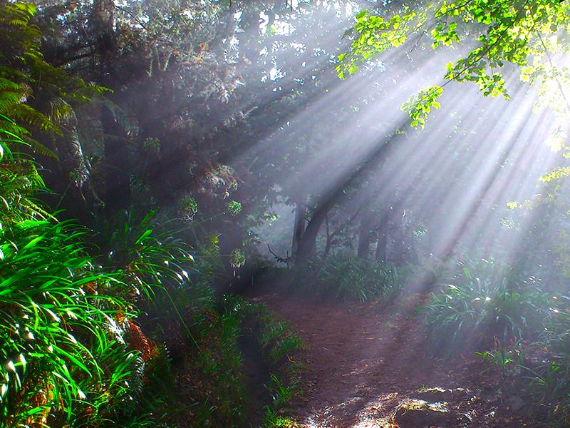Madeira: Paradise Valley Levada Walk - Following the Levada Da Serra do Faial