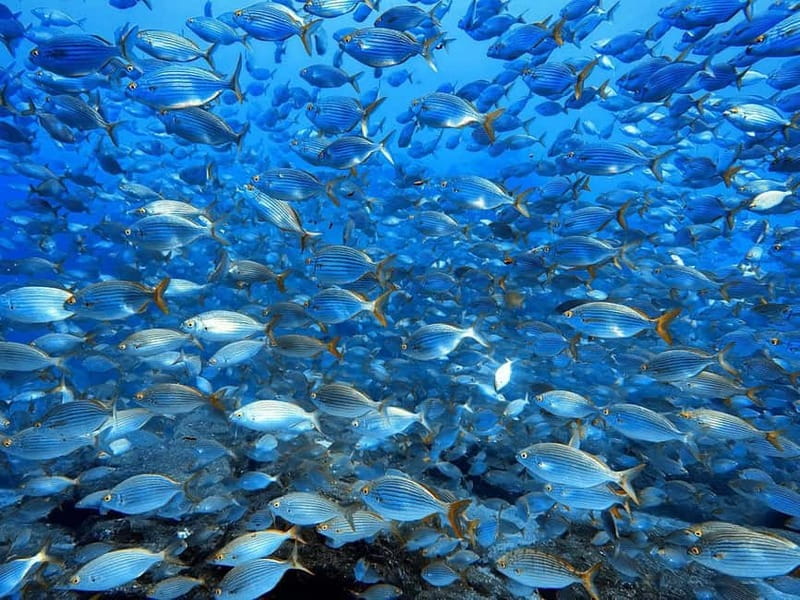 Madeira: Ponta de São Lourenço Snorkeling Boat Trip - Who should book the Ponta de São Lourenço trip?