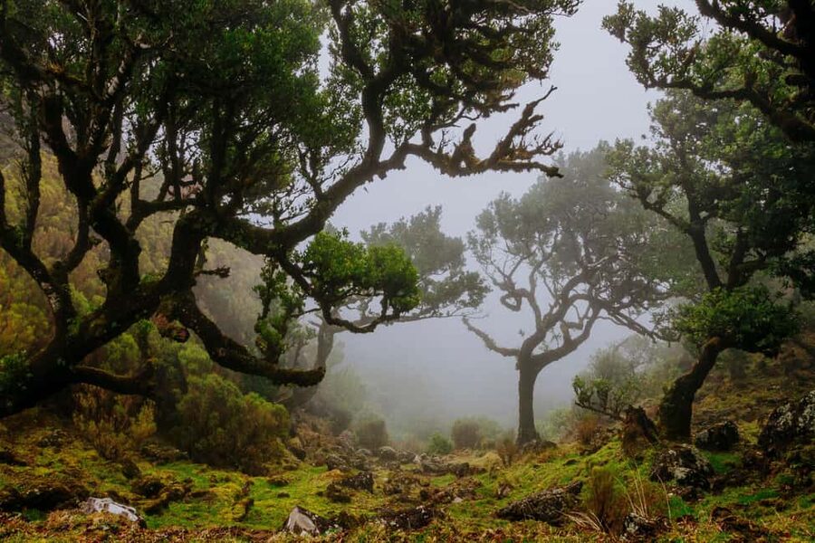 Madeira: PR 18 - Levada do Rei Hike Transfer - Key points at a glance