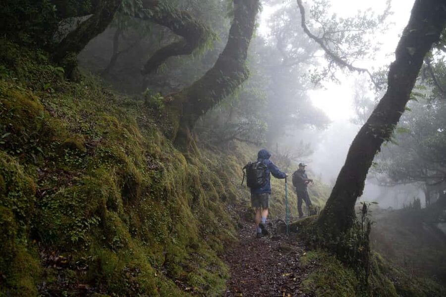 Madeira: PR 9 - Levada do Caldeirão Verde Hike Transfer - Key points to know before booking