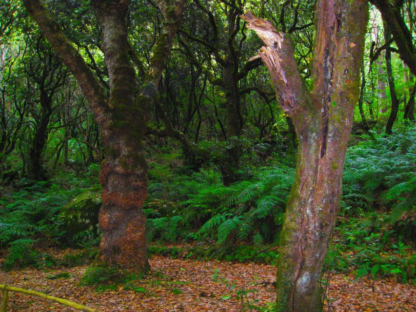 Madeira: Queimadas, Caldeirão Verde and Levada Walk - Who will enjoy this Madeira walk most