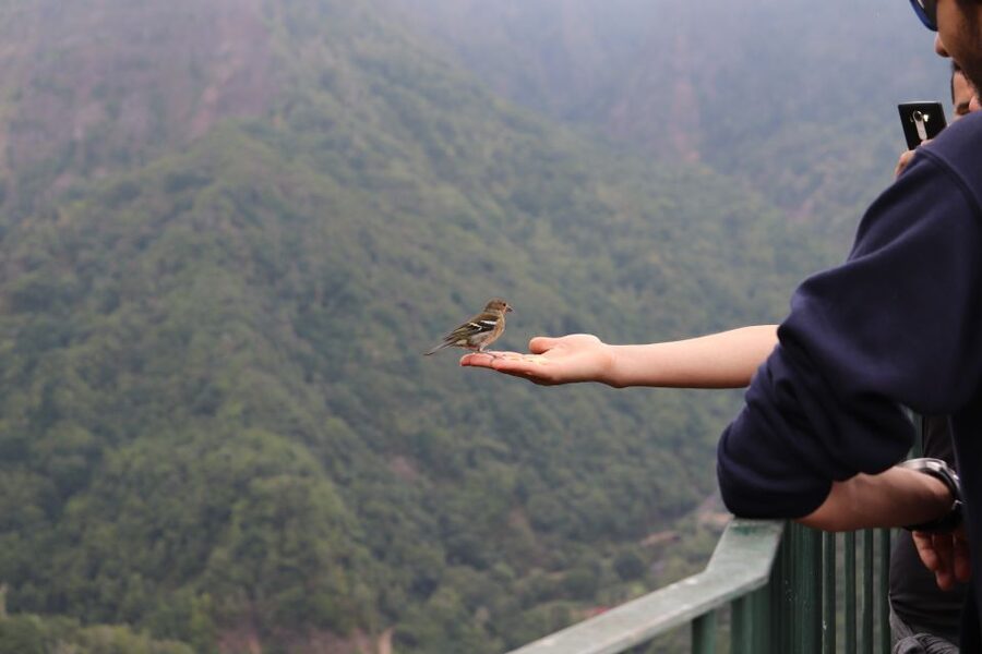 Madeira: Rabaçal 25 Fountains Levada Walk & Cabo Girão - Key points to know before booking