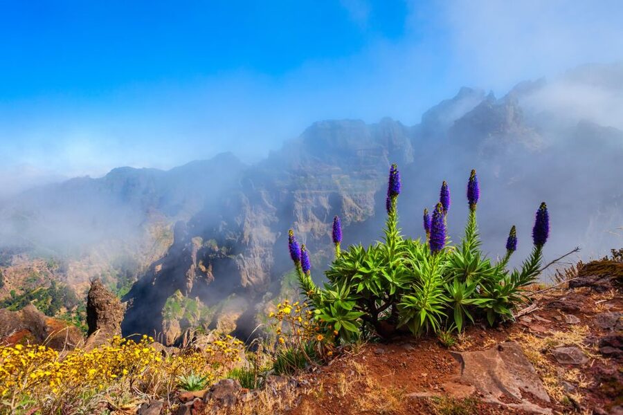 Madeira Stairway to Heaven to Larano Hike Mountain to Sea - Starting in Funchal, Lido, or Caniço