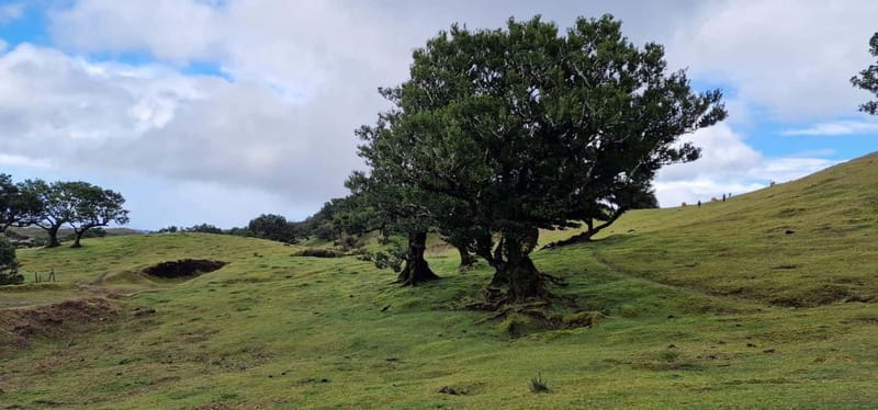 Madeira West Island Full-Day Tour with Fanal Forest - Fanal Forest offers the quietest part of the tour