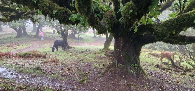 Madeira West Island Full-Day Tour with Fanal Forest - Lunch, timing, and the value of the price