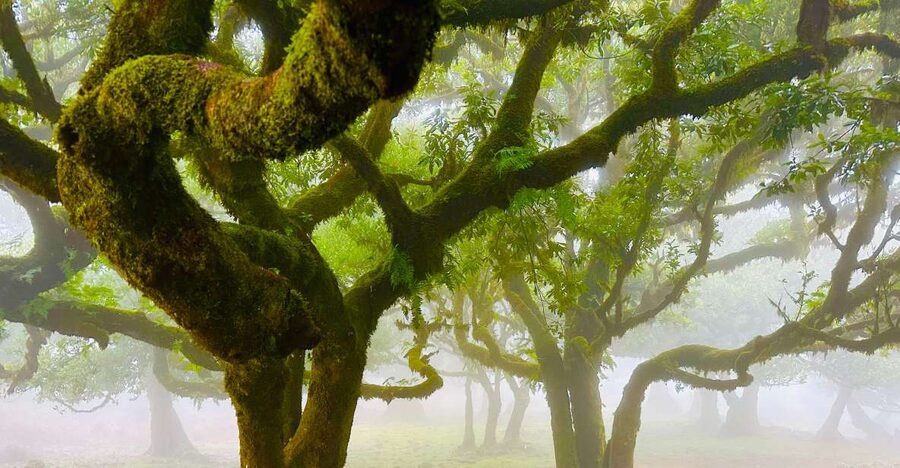 Madeira: Western Madeira Guided Trip & Fanal Mystic Forest - Why This Tour Works for a First Look at Madeira