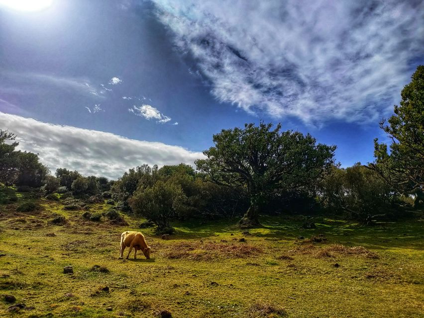 Madeira: Western Madeira Guided Trip & Fanal Mystic Forest - Câmara de Lobos and the First Poncha