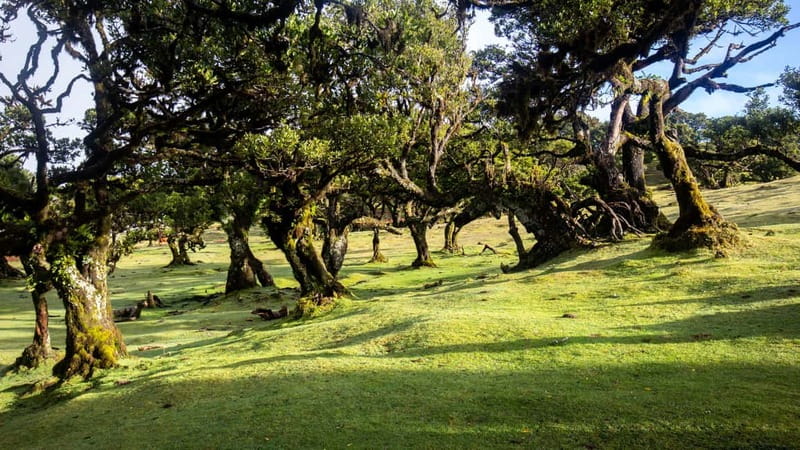 Madeira: Westside Achadas Cruz, Moniz, Seixal and Fanal - The final poncha stop has a purpose