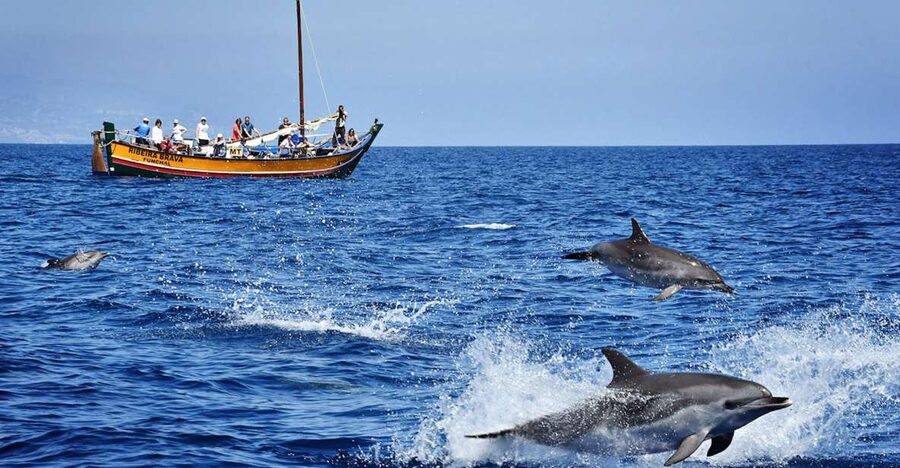 Madeira: Whale Watching Excursion in a Traditional Vessel - Key points to know before you book