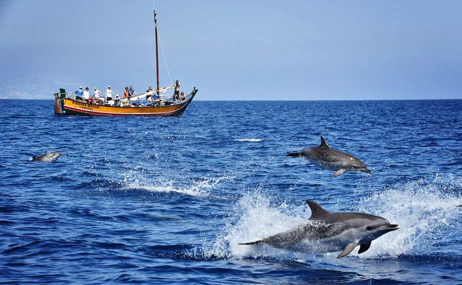 Madeira: Whale Watching Excursion in a Traditional Vessel - Boarding the Ribeira Brava at the marina