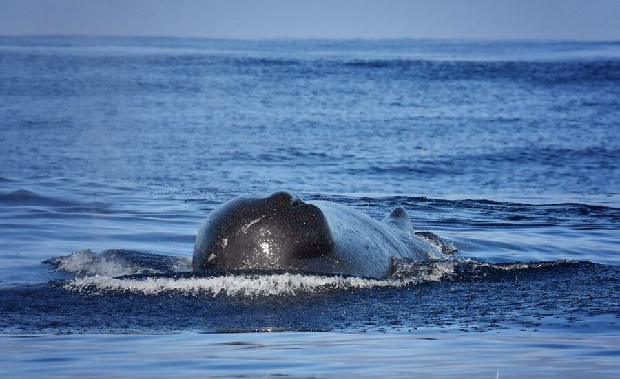 Madeira: Whale Watching Excursion in a Traditional Vessel - Searching protected waters for dolphins and whales