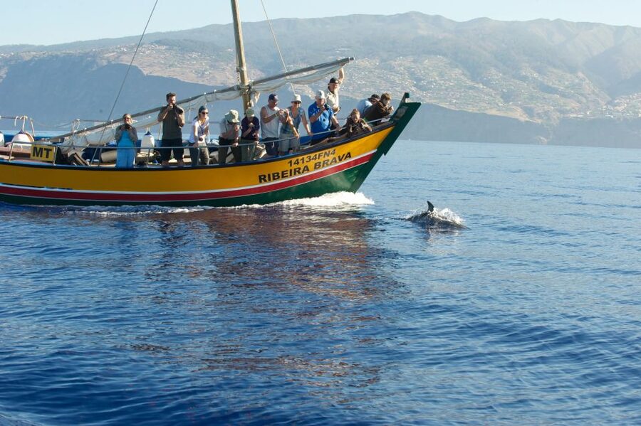 Madeira: Whale Watching Excursion in a Traditional Vessel - A close dolphin encounter is possible, not guaranteed