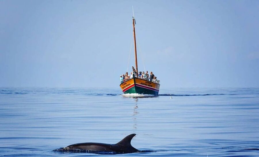 Madeira: Whale Watching Excursion in a Traditional Vessel - Rough water can change the plan