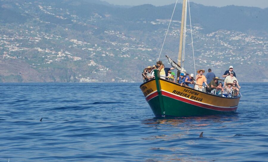 Madeira: Whale Watching Excursion in a Traditional Vessel - Who will enjoy this Madeira boat trip most?