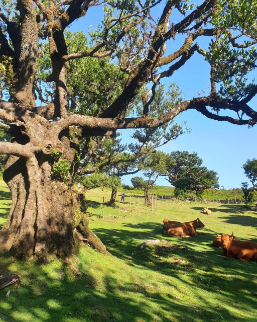 Madeira Wild West 4X4 Tour Safari - Fanal Forest: old trees and shifting weather
