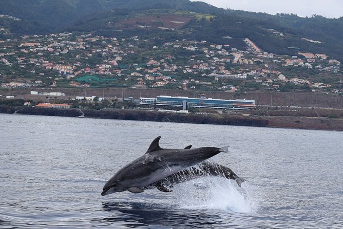 Magic Dolphin Celebrity - A Catamaran Built for Space, Not Crowds