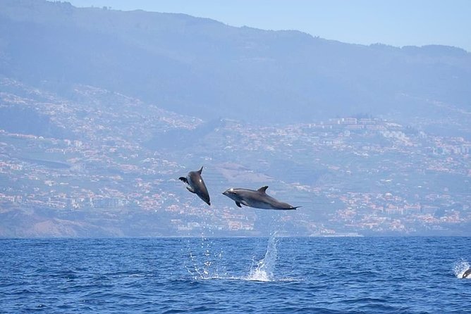 Magic Dolphin Celebrity - The Jeep Tour on Madeira’s East or West Side