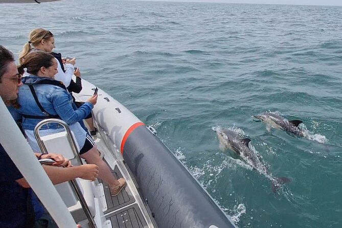 Meet the Lisbon Dolphins - Dolphin Watching in Lisbon - Heading toward the Atlantic when conditions allow