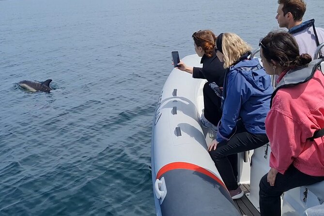 Meet the Lisbon Dolphins - Dolphin Watching in Lisbon - Learning how to watch a pod