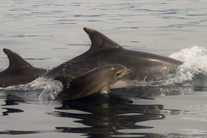 Meet the Lisbon Dolphins - Dolphin Watching in Lisbon - What to wear and pack for the boat