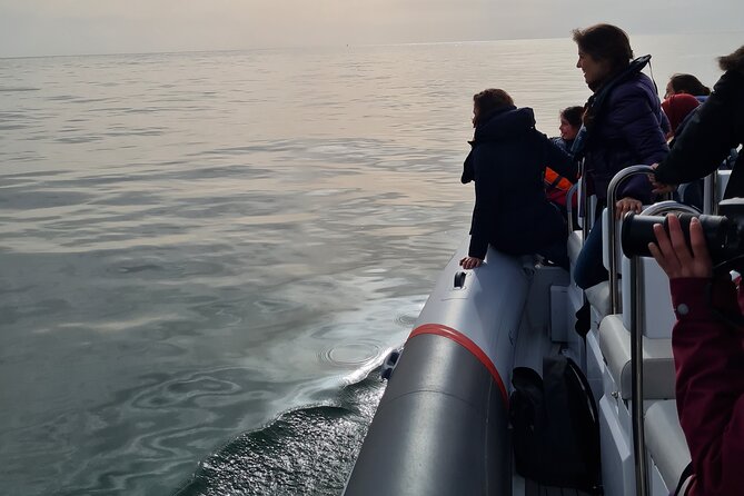Meet the Lisbon Dolphins - Dolphin Watching in Lisbon - Is $78.61 a fair price?