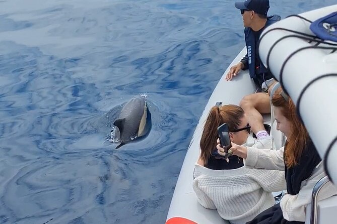 Meet the Lisbon Dolphins - Dolphin Watching in Lisbon - Who will enjoy this experience most?