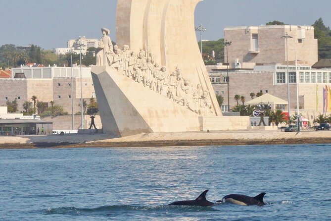 Meet the Lisbon Dolphins - Dolphin Watching in Lisbon - Looking for dolphins in the Tagus