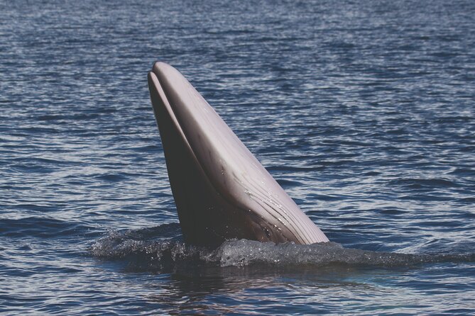 NEW Lagos-Watching Dolphins and Benagil Cave with Biologists - Lagos to Benagil by boat, with dolphins first