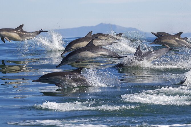 NEW Lagos-Watching Dolphins and Benagil Cave with Biologists - The open Atlantic can be cold and bumpy