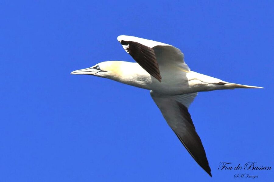 Olhão: 3 Islands Guided Sightseeing Tour with Lunch - The fisherwoman’s lunch