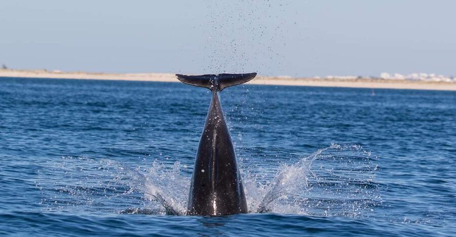 Olhão: Dolphin Observation - Appreciating the Ria Formosa Natural Reserve
